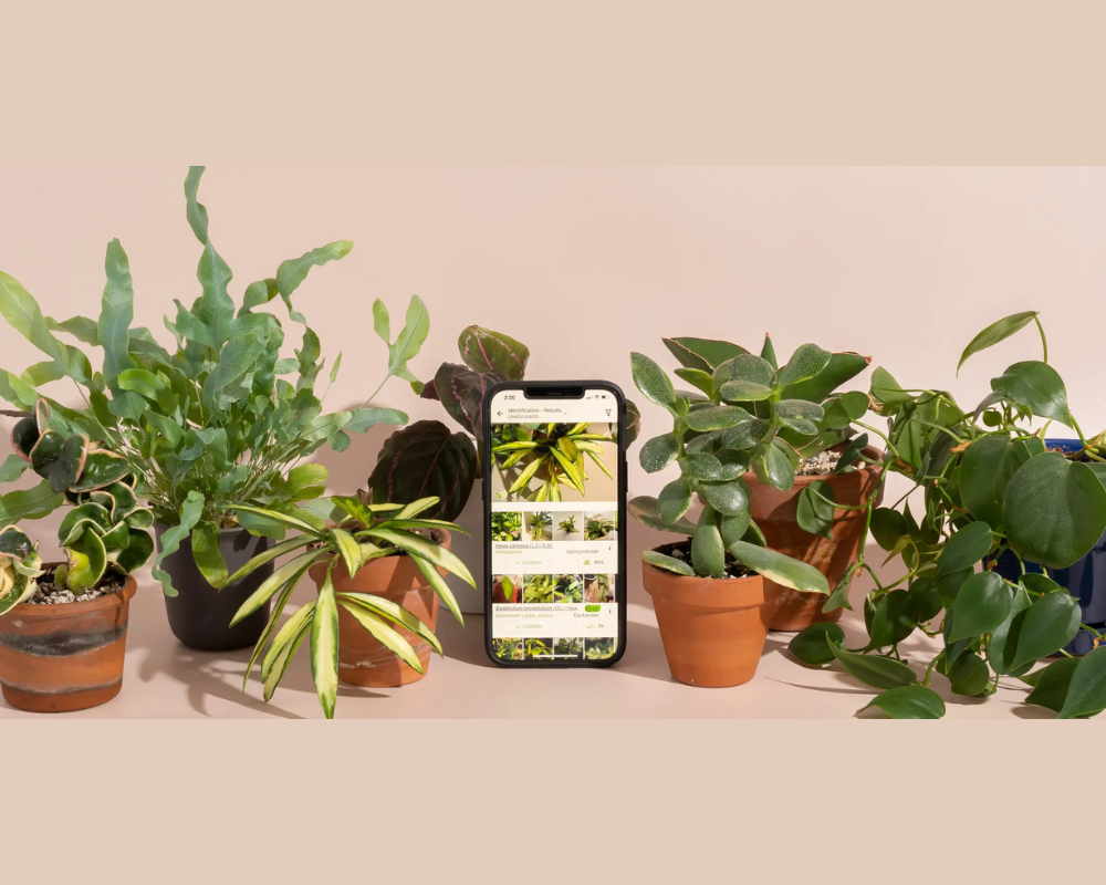 Apps for Identifying Plants and Animals
